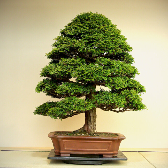 Chamaecyparis obtusa, 100 cm, ca. 60 Jahre alt, in sehr reifer und feiner Form, gute Verjüngung und gute Verzweigung