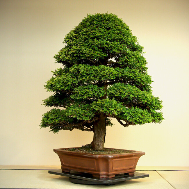 Chamaecyparis obtusa, 100 cm, ± 60 jaar oud, in een zeer volwassen en verfijnde vorm, goede tapsheid en goede vertakking.