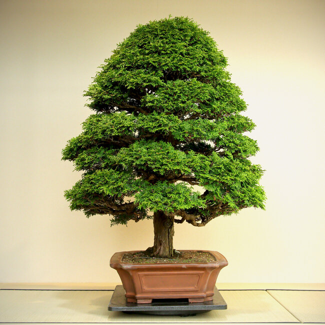 Chamaecyparis obtusa, 100 cm, ± 60 ans, de forme très mature et raffinée, avec une bonne conicité et une bonne ramification.