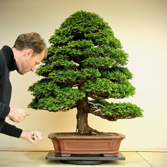 Chamaecyparis obtusa, 100 cm, ± 60 años, de forma muy madura y refinada, buen ahusamiento y buena ramificación.