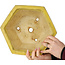Pot à bonsaï hexagonal jaune de Shuhou - 272 x 272 x 147 mm