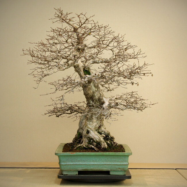 Carpinus coreana, 72 cm, ± 80 jaar oud, met een goede basis en fijne vertakking, met een grote wortelkluit van 40 cm in een pot met beschadigde randen.