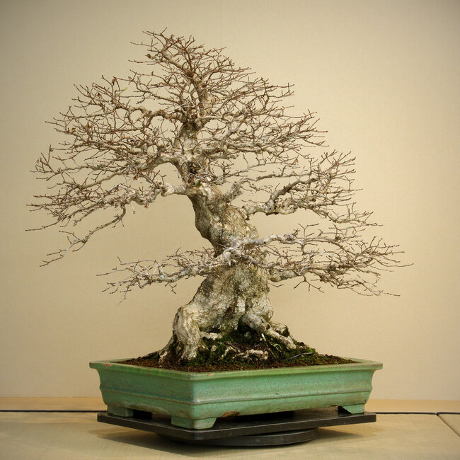 Carpinus coreana, 72 cm, ± 80 jaar oud, met een goede basis en fijne vertakking, met een grote wortelkluit van 40 cm in een pot met beschadigde randen.