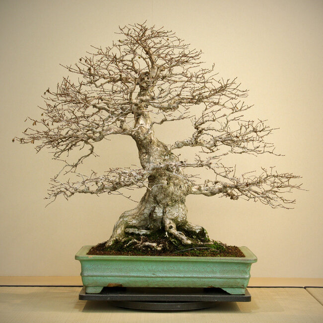 Carpinus coreana, 72 cm, environ 80 ans, avec une bonne base et une ramification fine, un système racinaire important de 40 cm, en pot avec des éclats sur le bord.