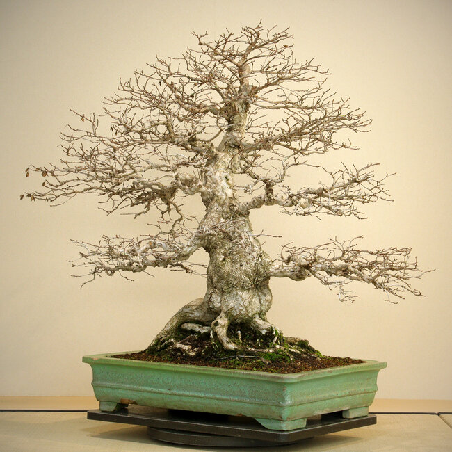 Carpinus coreana, 72 cm, ± 80 años, con buena base y ramificación fina, con una gran base radicular de 40 cm en maceta con astillas en el borde.