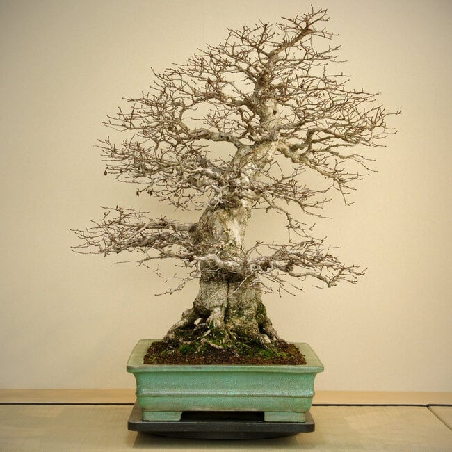 Carpinus coreana, 72 cm, ± 80 anni, con una buona base e una ramificazione fine, con una grande base radicale di 40 cm in un vaso con schegge del bordo