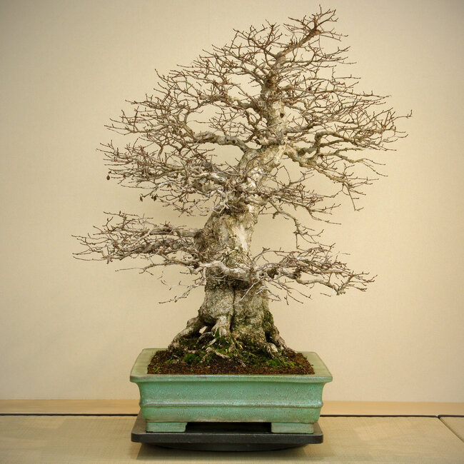 Carpinus coreana, 72 cm, ± 80 years old, with a good base and fine ramification, with a big root base of 40 cm in a pot with chips of the edge