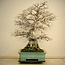Carpinus coreana, 72 cm, ± 80 anni, con una buona base e una ramificazione fine, con una grande base radicale di 40 cm in un vaso con schegge del bordo