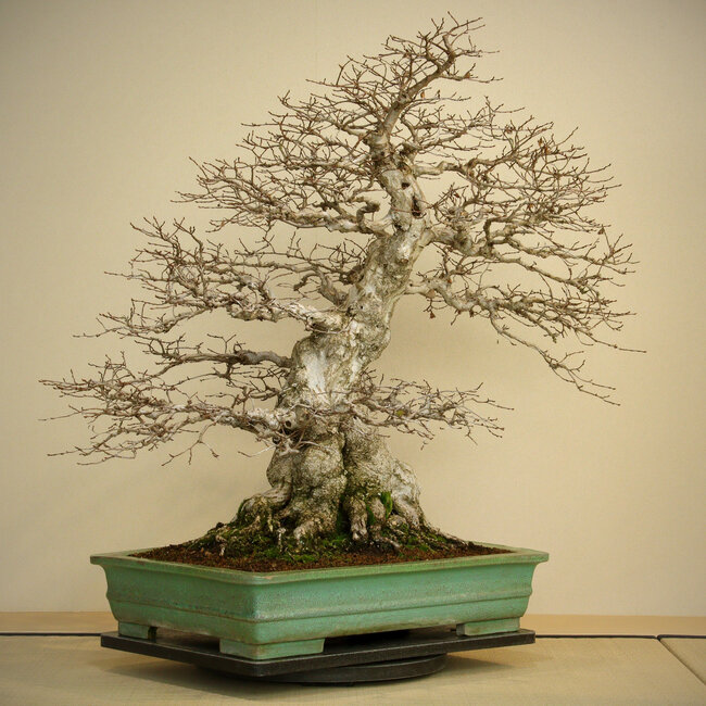 Carpinus coreana, 72 cm, ± 80 years old, with a good base and fine ramification, with a big root base of 40 cm in a pot with chips of the edge