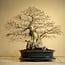 Reiho Carpinus coreana, 75 cm, ± 110 years old