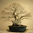 Carpinus coreana, 75 cm, ± 110 anni, Yamadori di oltre 100 anni