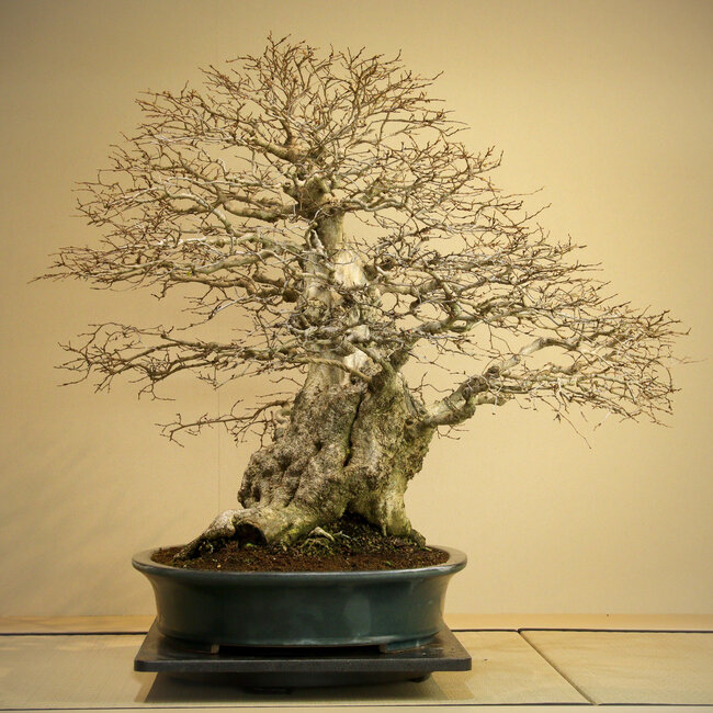 Carpinus coreana, 75 cm, environ 110 ans, Yamadori de plus de 100 ans dans un pot japonais fait main par Reiho