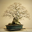 Carpinus coreana, 75 cm, ± 110 jaar oud, Yamadori van meer dan 100 jaar oud in een handgemaakte Japanse pot van Reiho.