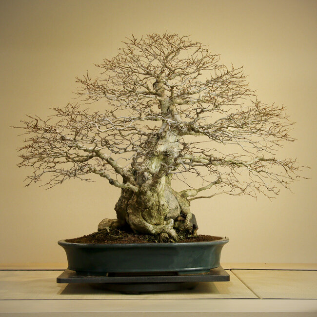 Carpinus coreana, 75 cm, ± 110 years old, Yamadori of over 100 years old in a handmade Japanese pot by Reiho