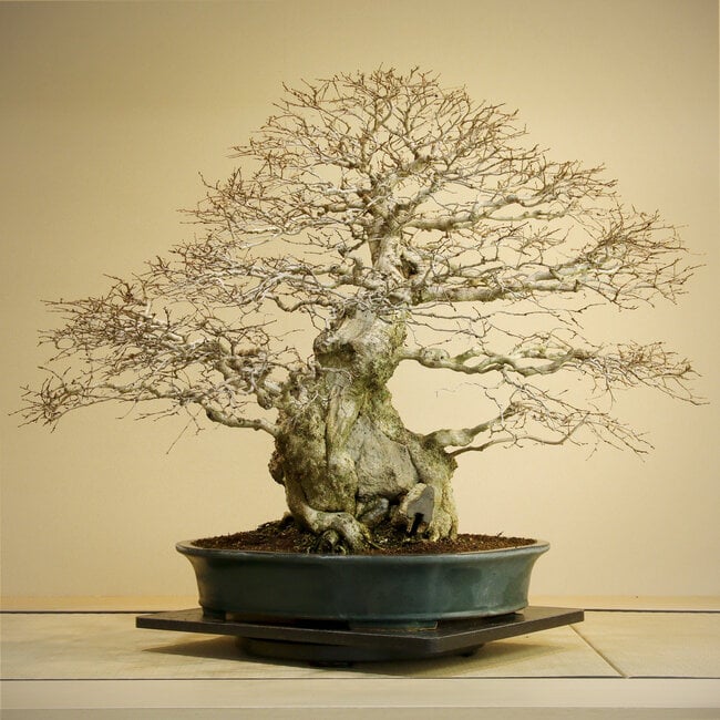 Carpinus coreana, 75 cm, ± 110 jaar oud, Yamadori van meer dan 100 jaar oud in een handgemaakte Japanse pot van Reiho.