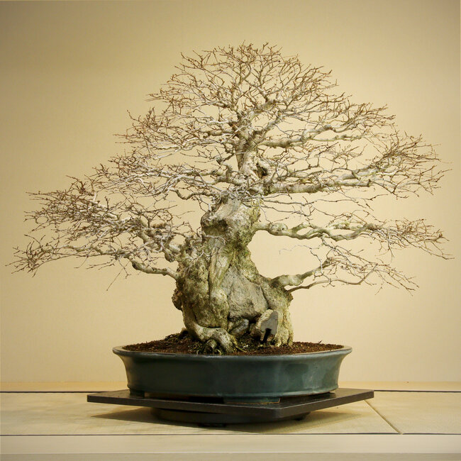 Carpinus coreana, 75 cm, ± 110 years old, Yamadori of over 100 years old in a handmade Japanese pot by Reiho