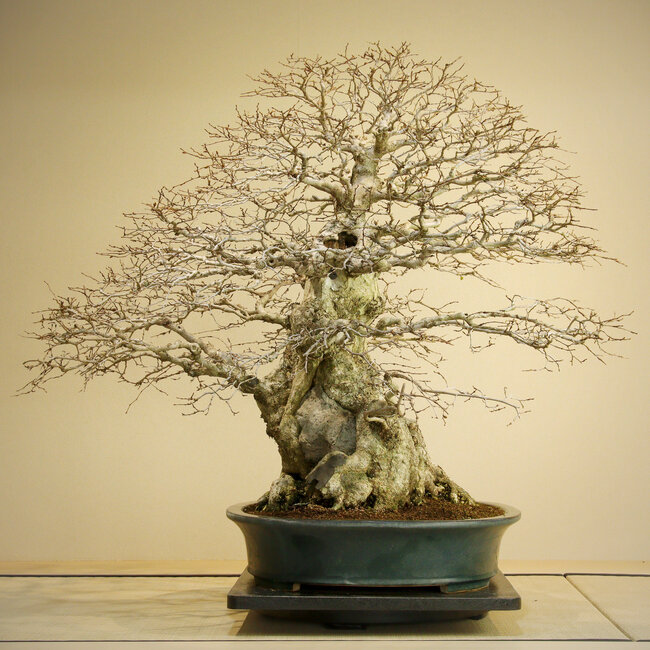 Carpinus coreana, 75 cm, ca. 110 Jahre alt, Yamadori von über 100 Jahren in einem handgefertigten japanischen Topf von Reiho