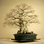 Carpinus coreana, 75 cm, environ 110 ans, Yamadori de plus de 100 ans dans un pot japonais fait main par Reiho