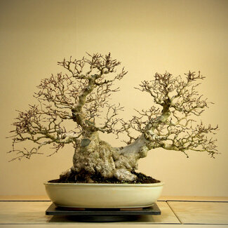 Carpinus coreana, 56 cm, ± 80 jaar oud