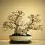 Carpinus coreana, 56 cm, ± 80 ans