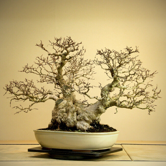 Carpinus coreana, 56 cm, ± 80 Jahre alt, Yamadori über 80 Jahre alt