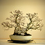Carpinus coreana, 56 cm, ± 80 ans, Yamadori de plus de 80 ans