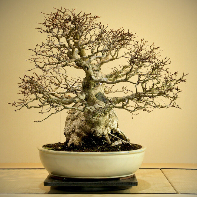 Carpinus coreana, 56 cm, ± 80 years old, Yamadori of over 80 years old