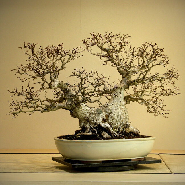 Carpinus coreana, 56 cm, ± 80 anni, Yamadori di oltre 80 anni