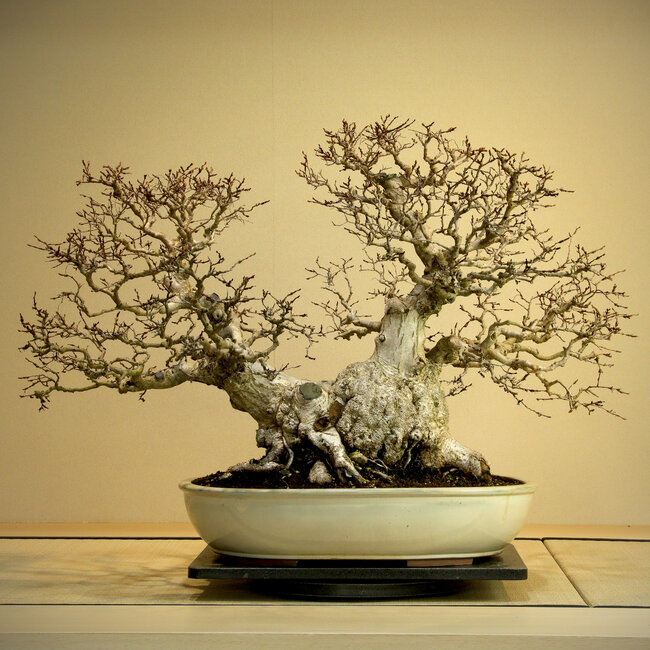 Carpinus coreana, 56 cm, ± 80 Jahre alt, Yamadori über 80 Jahre alt