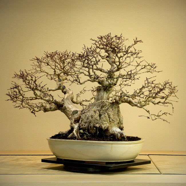 Carpinus coreana, 56 cm, ± 80 Jahre alt, Yamadori über 80 Jahre alt
