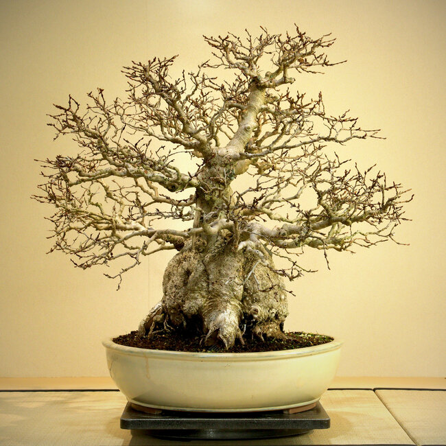 Carpinus coreana, 56 cm, ± 80 ans, Yamadori de plus de 80 ans