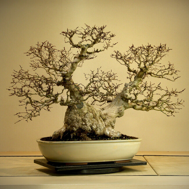Carpinus coreana, 56 cm, ± 80 years old, Yamadori of over 80 years old