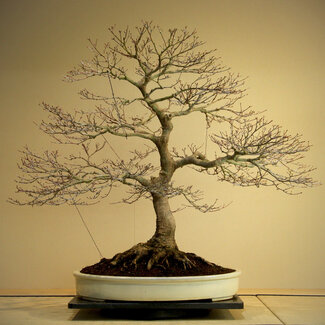 Acer palmatum, 85 cm, ± 50 ans