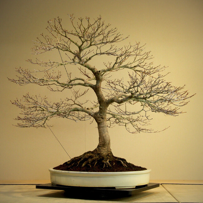 Acer palmatum, 85 cm, ± 50 anni, con un bellissimo nebari di 45 cm e buona ramificazione