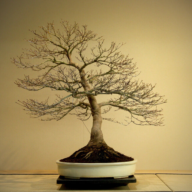 Acer palmatum, 85 cm, ± 50 jaar oud, met een prachtige nebari van 45 cm en goede vertakking.