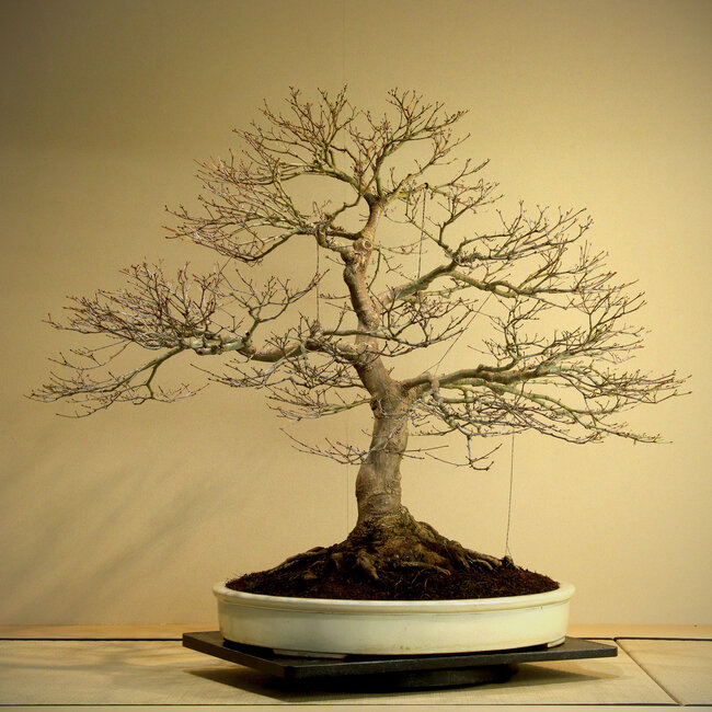 Acer palmatum, 85 cm, ca. 50 Jahre alt, mit einem schönen Wurzelhals von 45 cm und guter Verzweigung