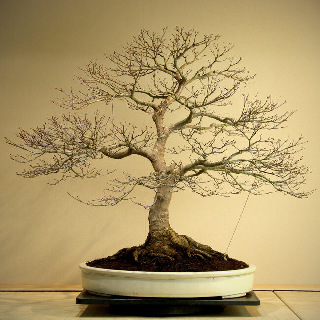 Acer palmatum, 85 cm, ± 50 años, con un hermoso nebari de 45 cm y buena ramificación.