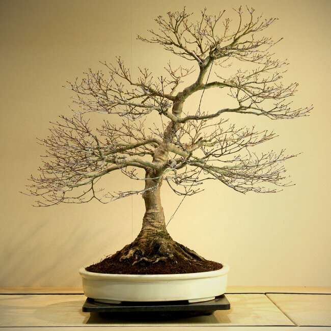 Acer palmatum, 85 cm, ± 50 anni, con un bellissimo nebari di 45 cm e buona ramificazione