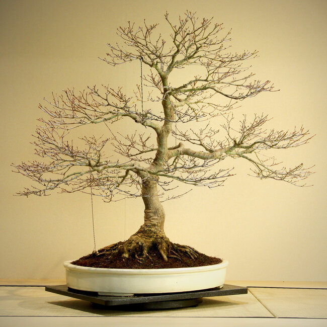 Acer palmatum, 85 cm, ± 50 years old, with a beautiful nebari of 45 cm and good ramification