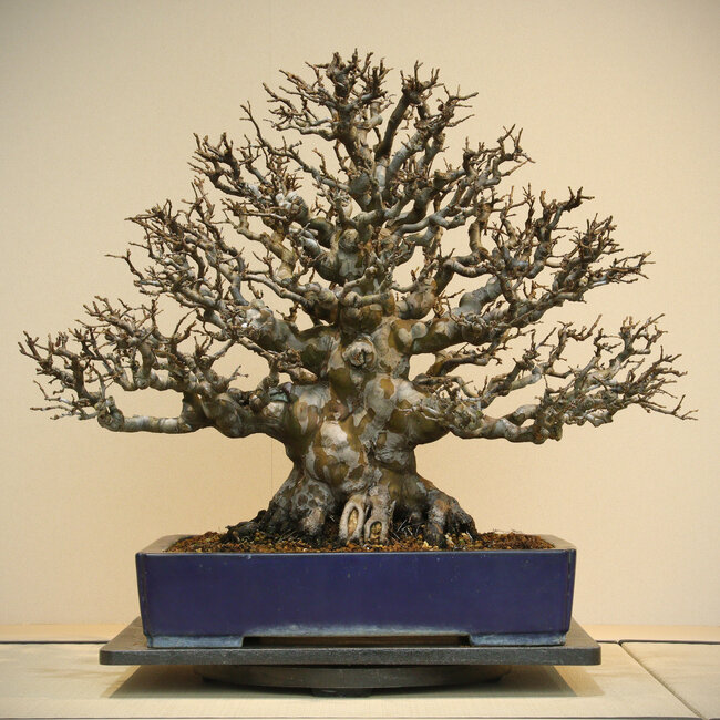 Pseudocydonia sinensis, 60 cm, ± 60 jaar oud, in een handgemaakte pot van Reiho, met een wortelkluit van 34 cm.