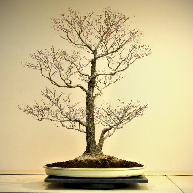Acer palmatum Arakawa, 95 cm, ± 45 anni, con un nebari di 41 cm, in un vaso di Harumatsu con una fessura, con una bella e tipica corteccia di Arakawa