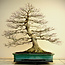 Acer palmatum, 78 cm, ± 60 years old, with a nebari of 45 cm, in a handmade pot by Reiho with a chip of the edge on the back