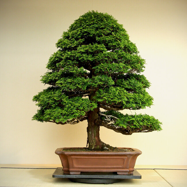 Chamaecyparis obtusa, 100 cm, ± 60 ans, de forme très mature et raffinée, avec une bonne conicité et une bonne ramification.