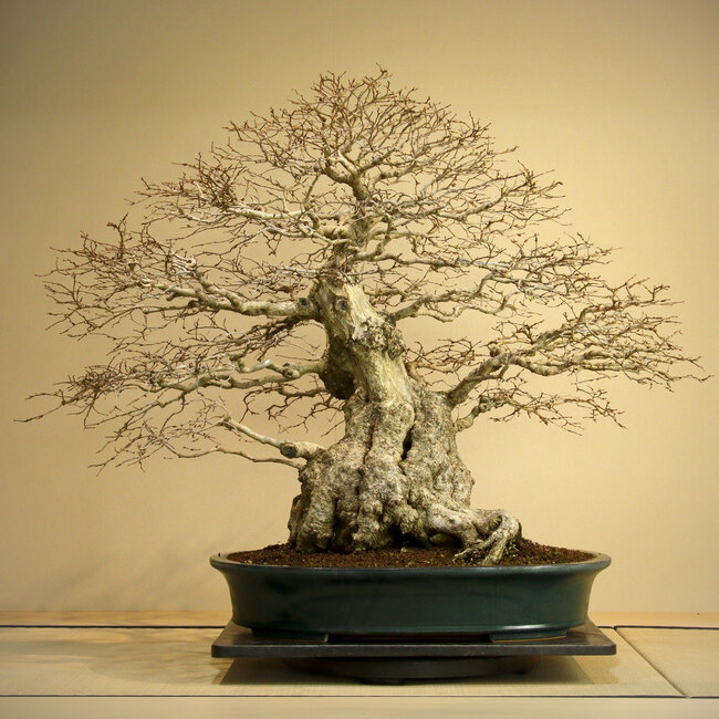 Carpinus coreana, 75 cm, ± 110 años, Yamadori de más de 100 años en una maceta japonesa hecha a mano por Reiho