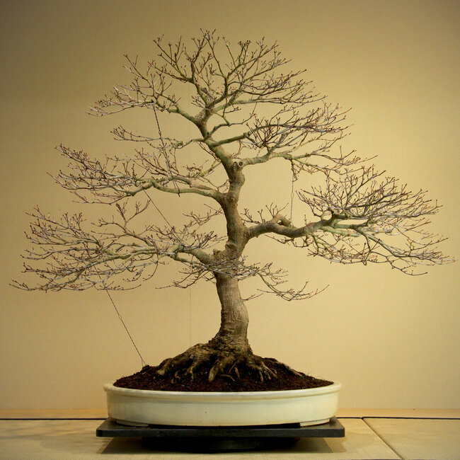 Acer palmatum, 85 cm, ± 50 jaar oud, met een prachtige nebari van 45 cm en goede vertakking.