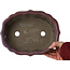 Lotus burgundy bonsai pot by Tosui - 252 x 195 x 73 mm