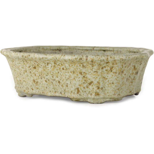 Vaso bonsai Lotus bianco con puntini marroni di Tosui - 250 x 195 x 73 mm