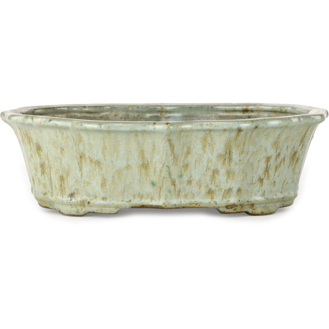 Pot à bonsaï Lotus blanc à pois bruns de Tosui - 250 x 195 x 73 mm