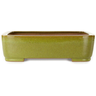 Seizan (Reihou, Kataoka Katsushi, master Seizan kiln) Vaso bonsai ovale giallo da 317 mm di Seizan (Reihou, Kataoka Katsushi, master Seizan kiln), Tokoname, Giappone