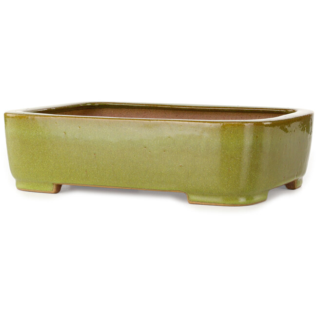 Ovale gele bonsaipot van Seizan (Reihou, Kataoka Katsushi, meester Seizan oven) - 317 x 230 x 87 mm